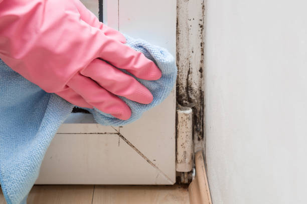 Best Mold Remediation for Specific Building Types in Mayo, FL